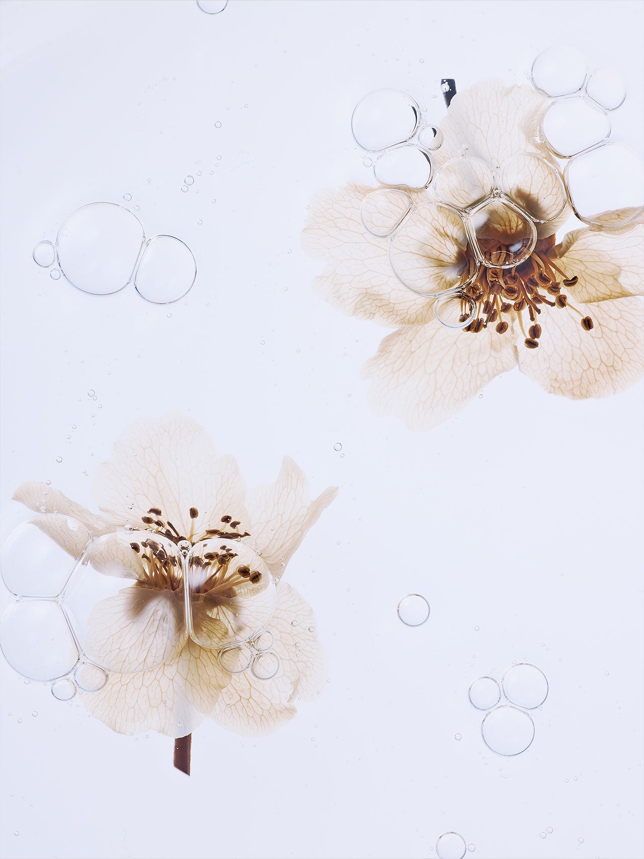 [Just In] Organic Pear Blossom Essence Toner